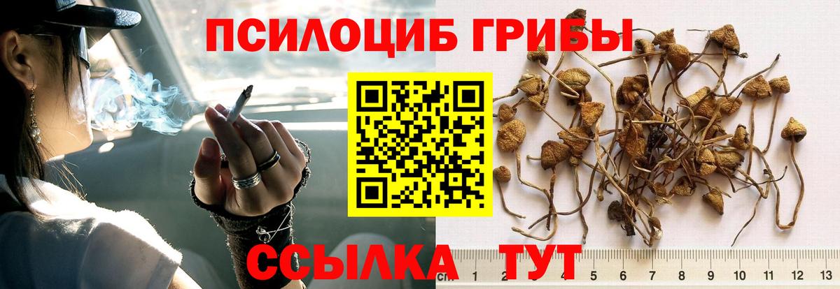 Псилоцибиновые грибы Psilocybine cubensis Сердобск